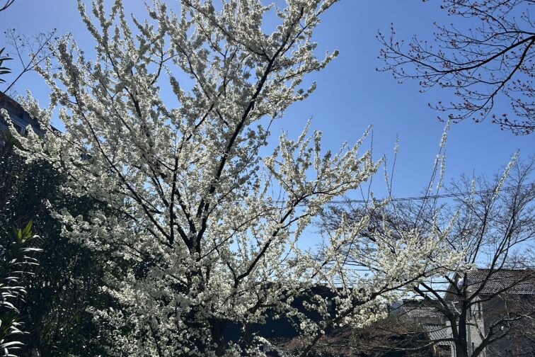 平成30年卒業生（第71期生）の植えたプラムが今年も綺麗に咲いてます！