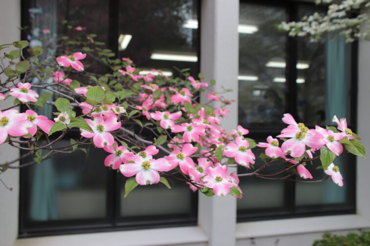 今年も校舎内の花が綺麗に咲いてます